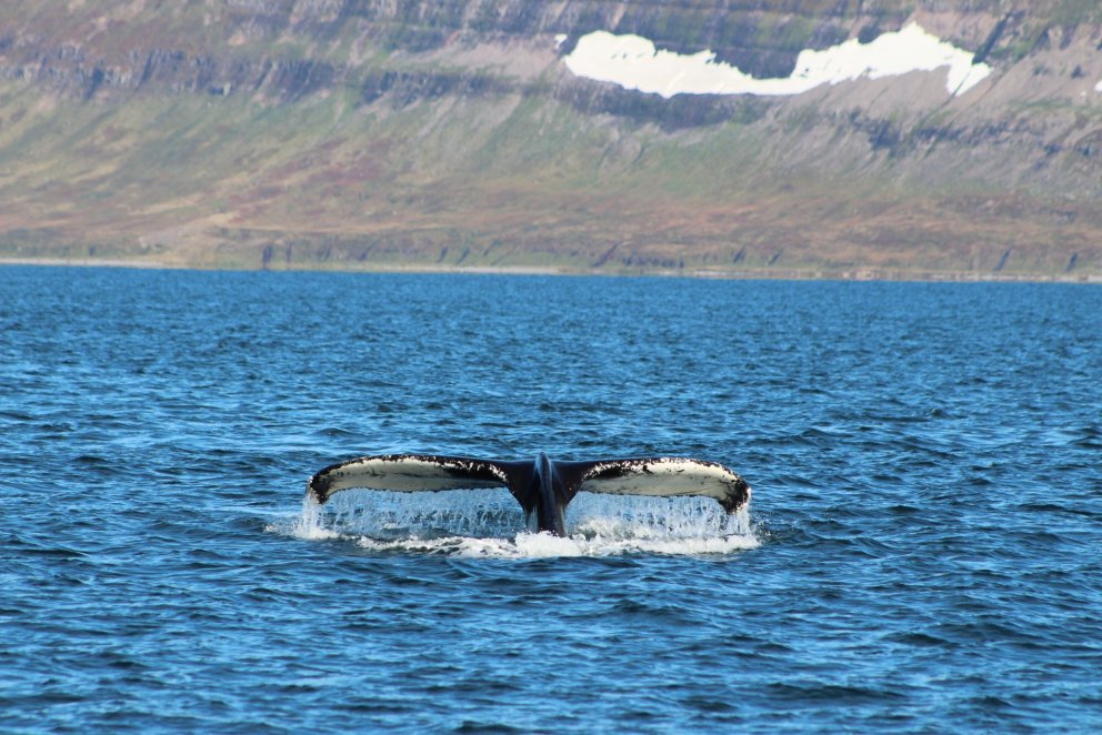 Two UW students receive grant to survey humpback whales
