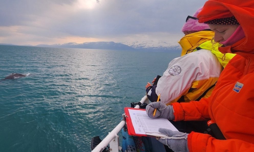 UW students research marine mammals in Húsavík