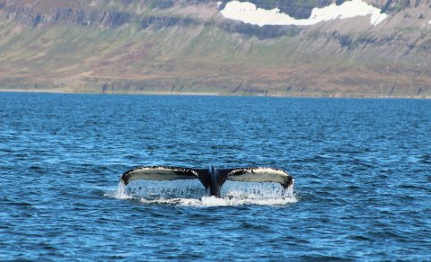 Meistaranemar rannsaka hnúfubaka í Ísafjarðardjúpi