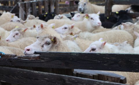 Lost to Climate Researchers Join the Annual Sheep Roundup in Strandir
