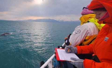 UW students research marine mammals in Húsavík